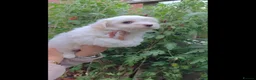 Coton De Tulear dogs for sale: Gorgeous Coton de Tulear puppies KC registered - Advert 1