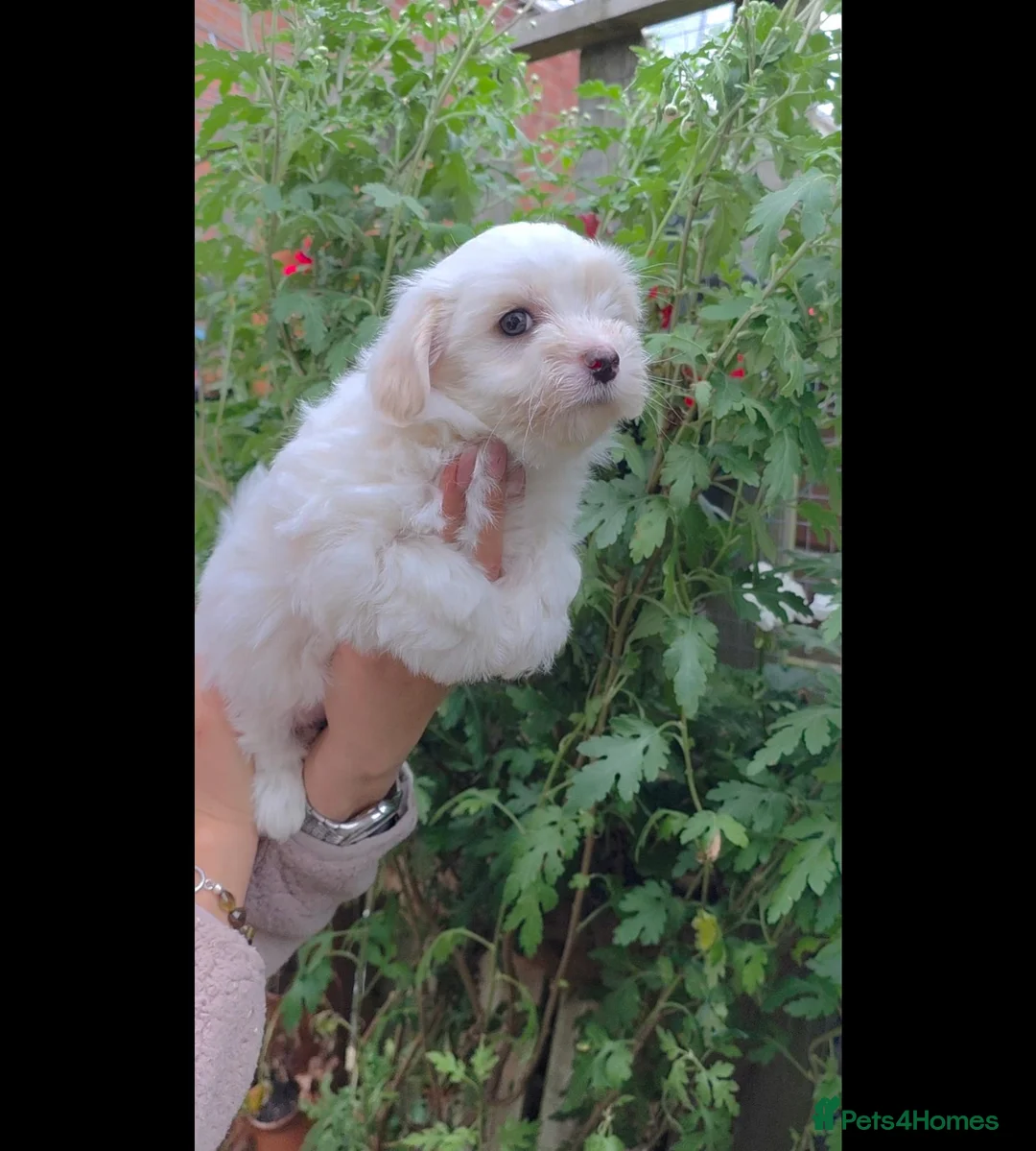 Coton De Tulear dogs for sale: Gorgeous Coton de Tulear puppies KC registered - Advert 1