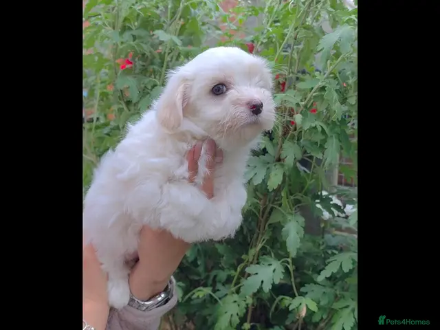 Coton De Tulear dogs Gorgeous Coton de Tulear puppies KC registered - Advert 1
