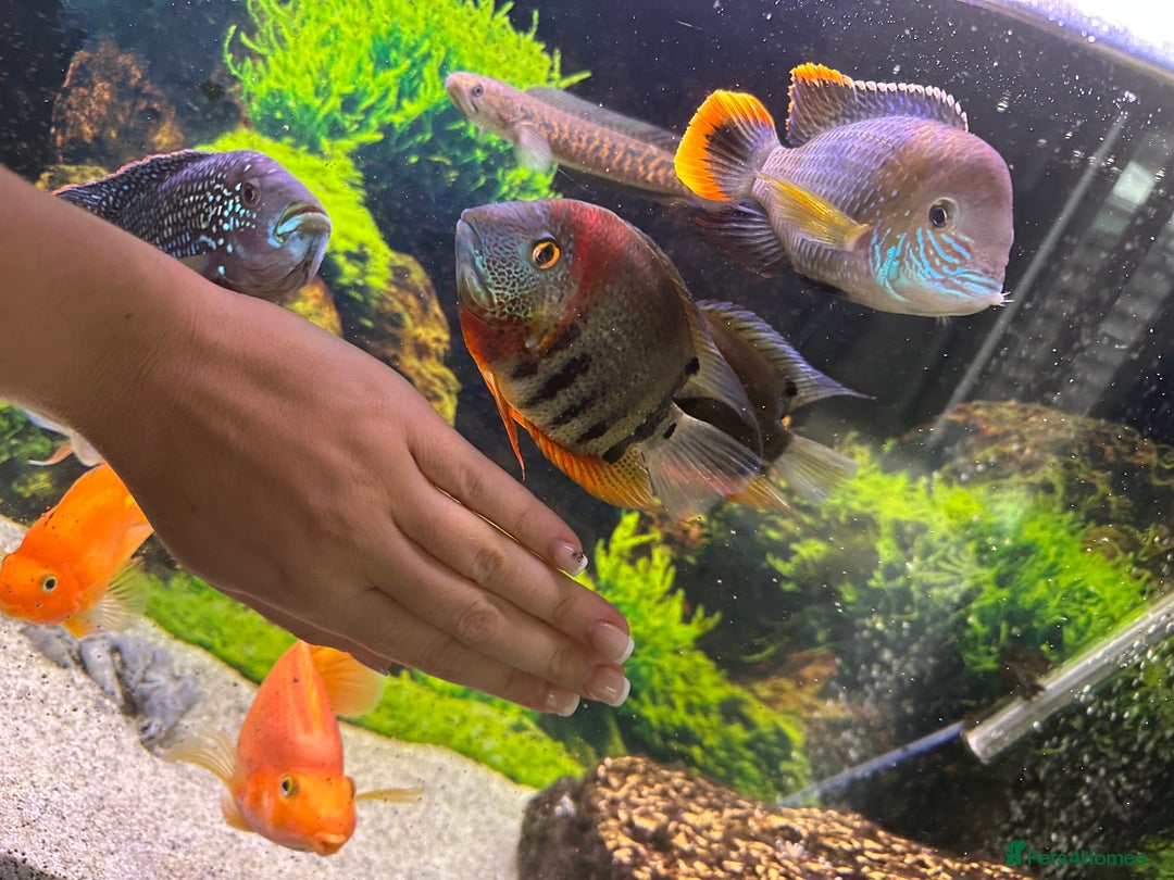 Cichlids fish for sale: Tropical fish  - Image 17