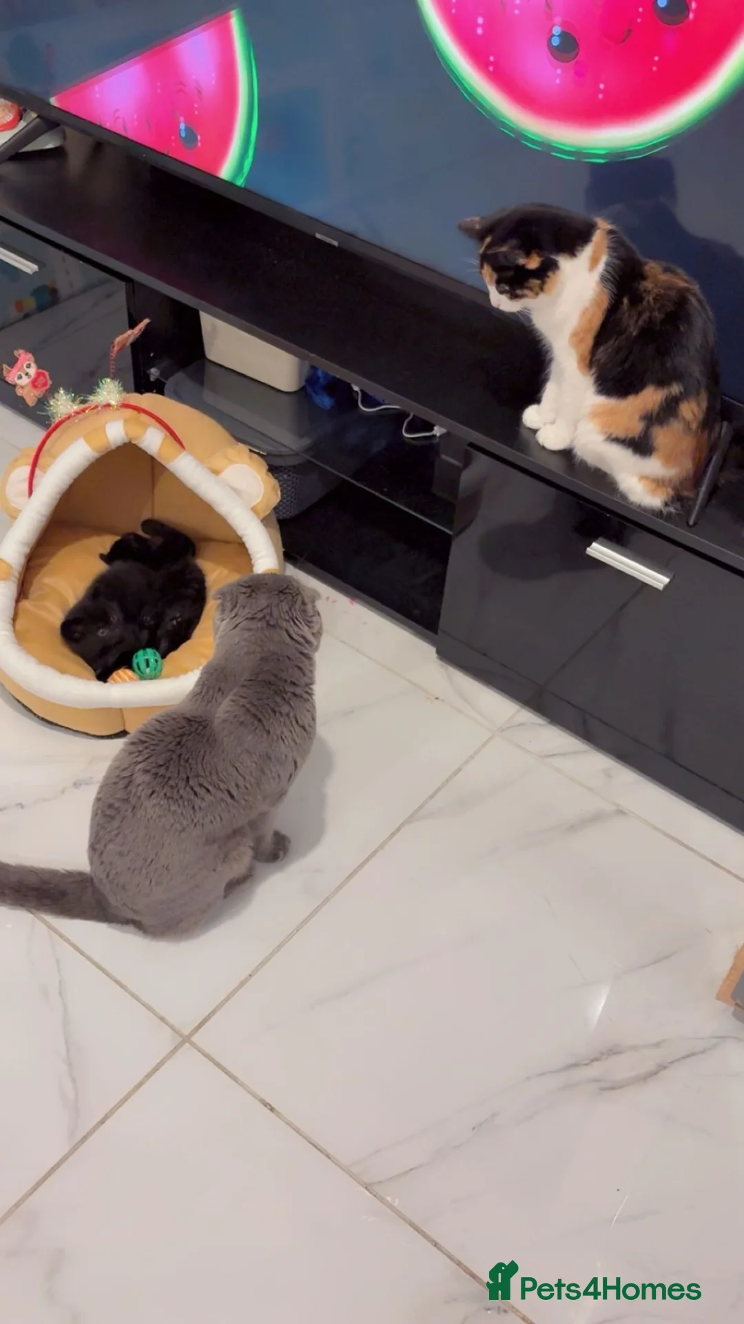 Scottish Fold cats for sale: Scottish fold 2 boys left. 💙 - Advert 9