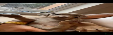 Dobermann 7