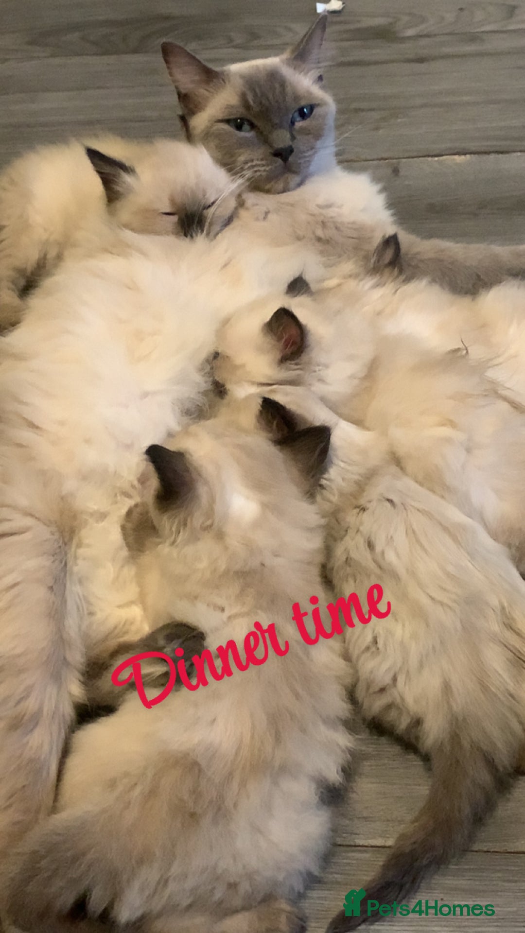 Ragdoll cats for sale: 3 fluff balls left  - Image 5