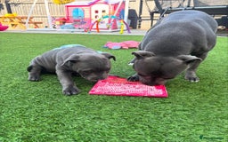 Staffordshire Bull Terrier dogs for sale: 🔥🇬🇧Staffy puppies  - Image 8
