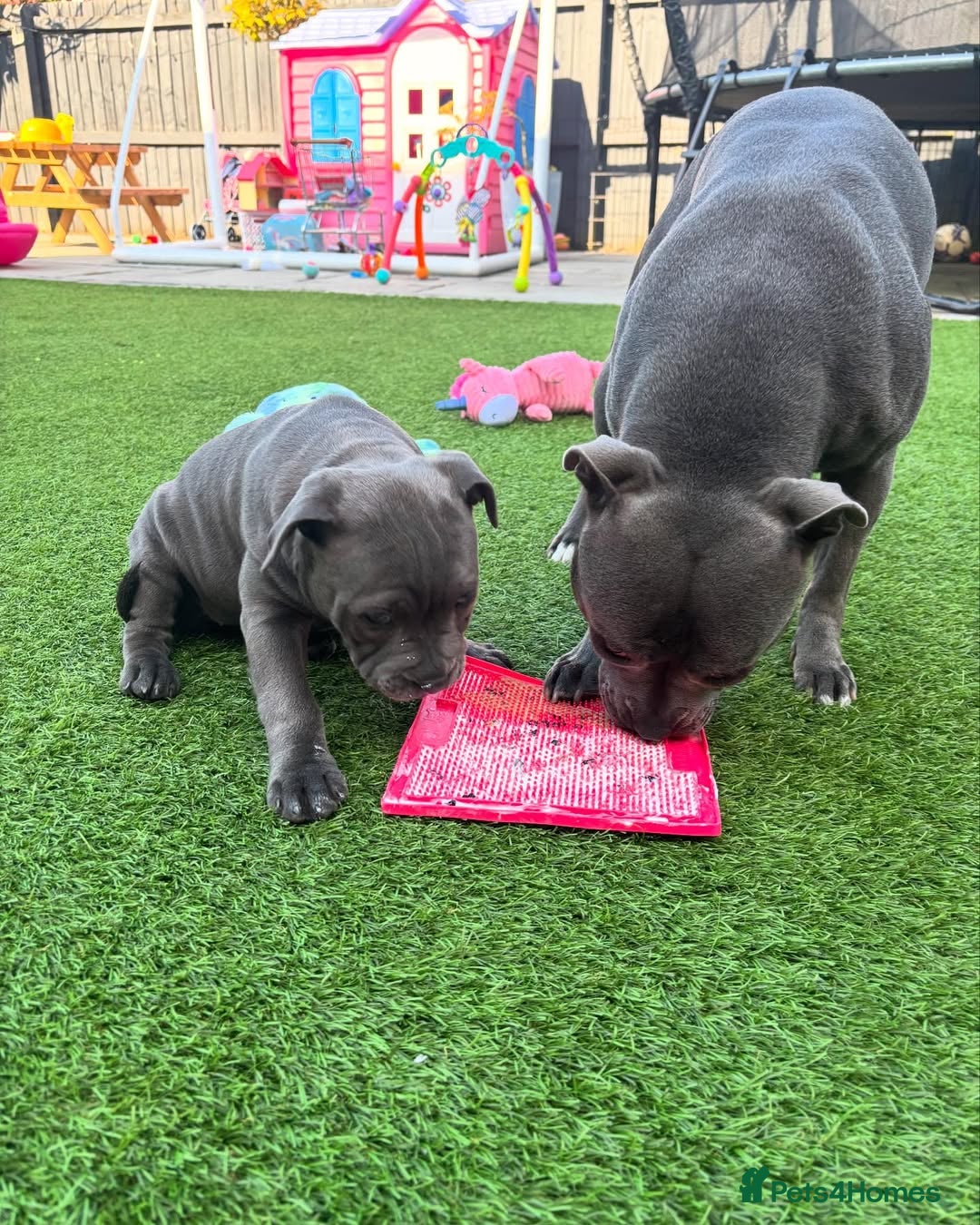 Staffordshire Bull Terrier dogs for sale: 🔥🇬🇧Staffy puppies  - Image 8