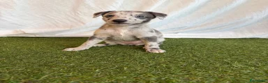 Whippet 5