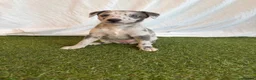 Whippet dogs for sale: Beautiful working whippets  - Advert 15