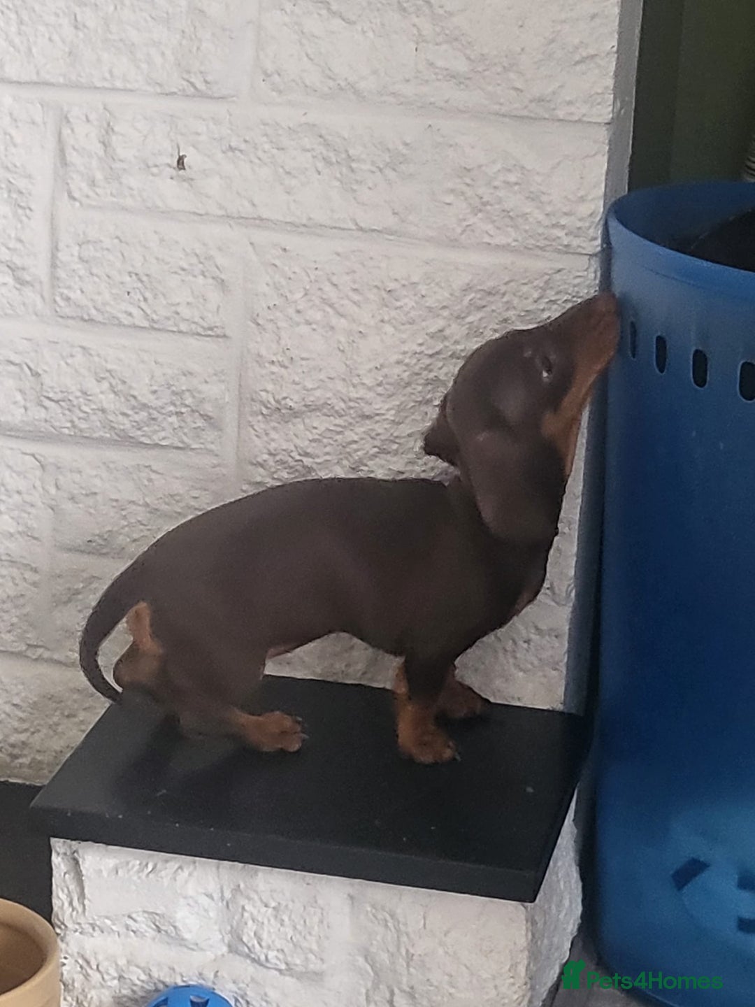 Dachshund dogs for sale: Stunning Miniature Dachshounds  - Image 15