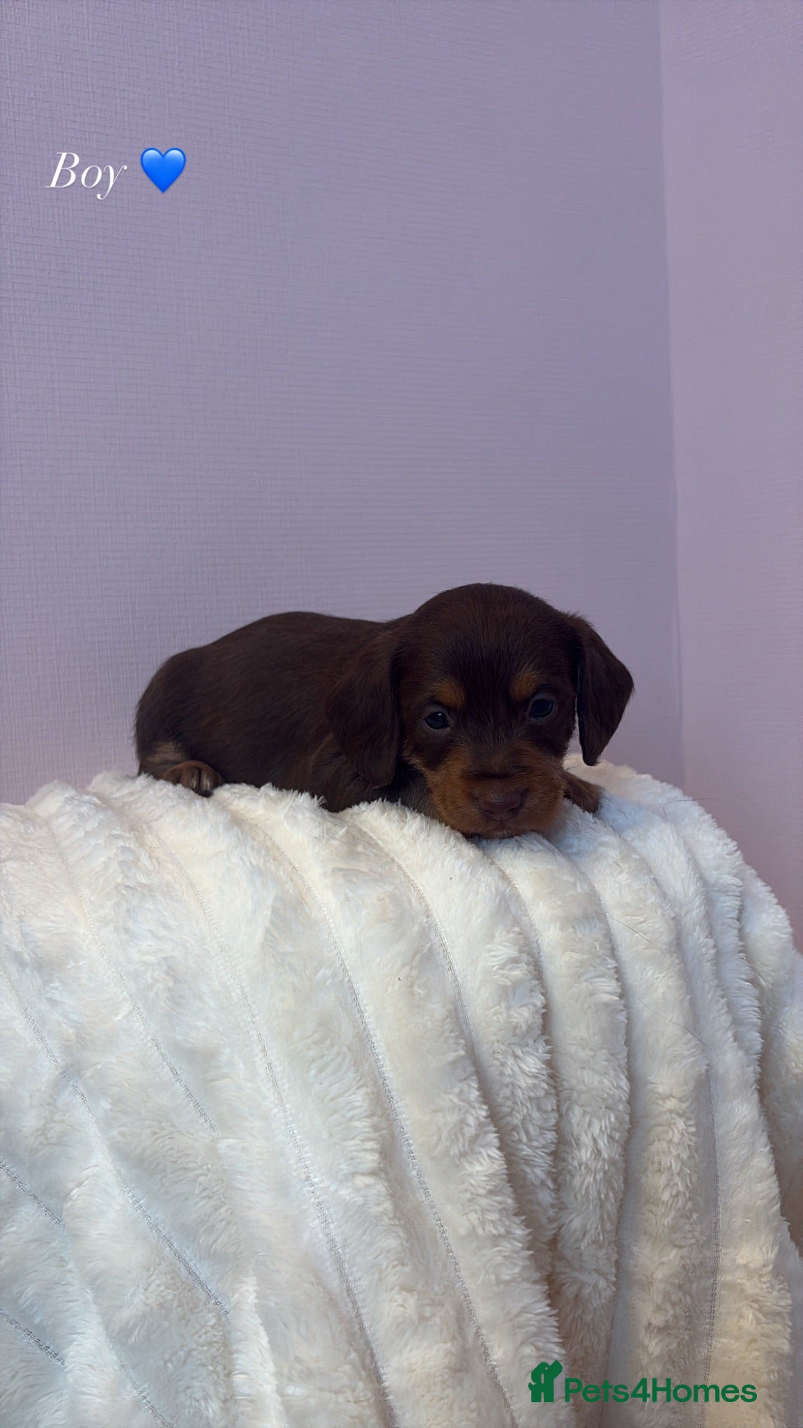 Doxiepoo dogs 🐾F1 Doxiepoo puppies🐾 - Advert 1