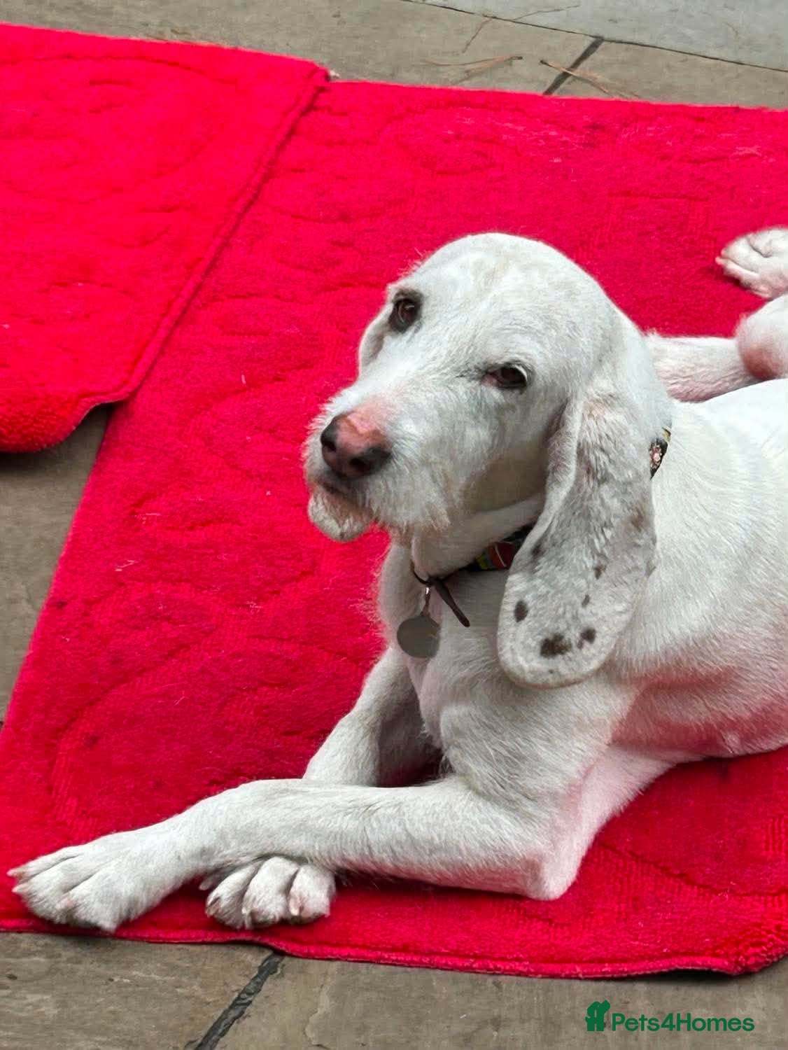 Mixed Breed dogs Tuna - lovely Griffon available for adoption - Advert 20