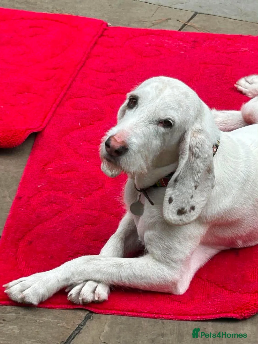 Mixed Breed dogs for adoption: Tuna - lovely Griffon available for adoption - Advert 1