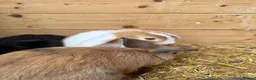 Mini Lion Lop rabbits for sale: Baby Rabbits for sale  - Advert 6