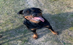 Rottweiler dogs for stud: Cruz available for Stud - Image 4
