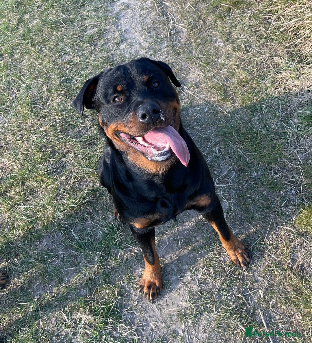 Rottweiler dogs for stud: Cruz available for Stud - Image 4