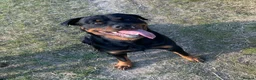Rottweiler dogs for stud: Cruz available for Stud - Advert 4