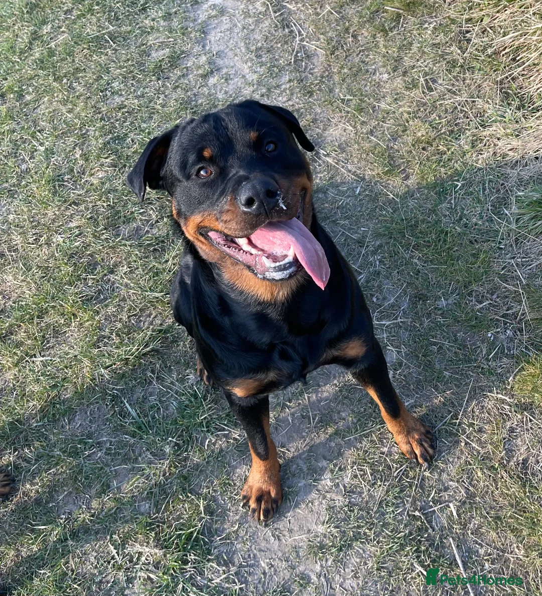 Rottweiler dogs for stud: Cruz available for Stud - Advert 4
