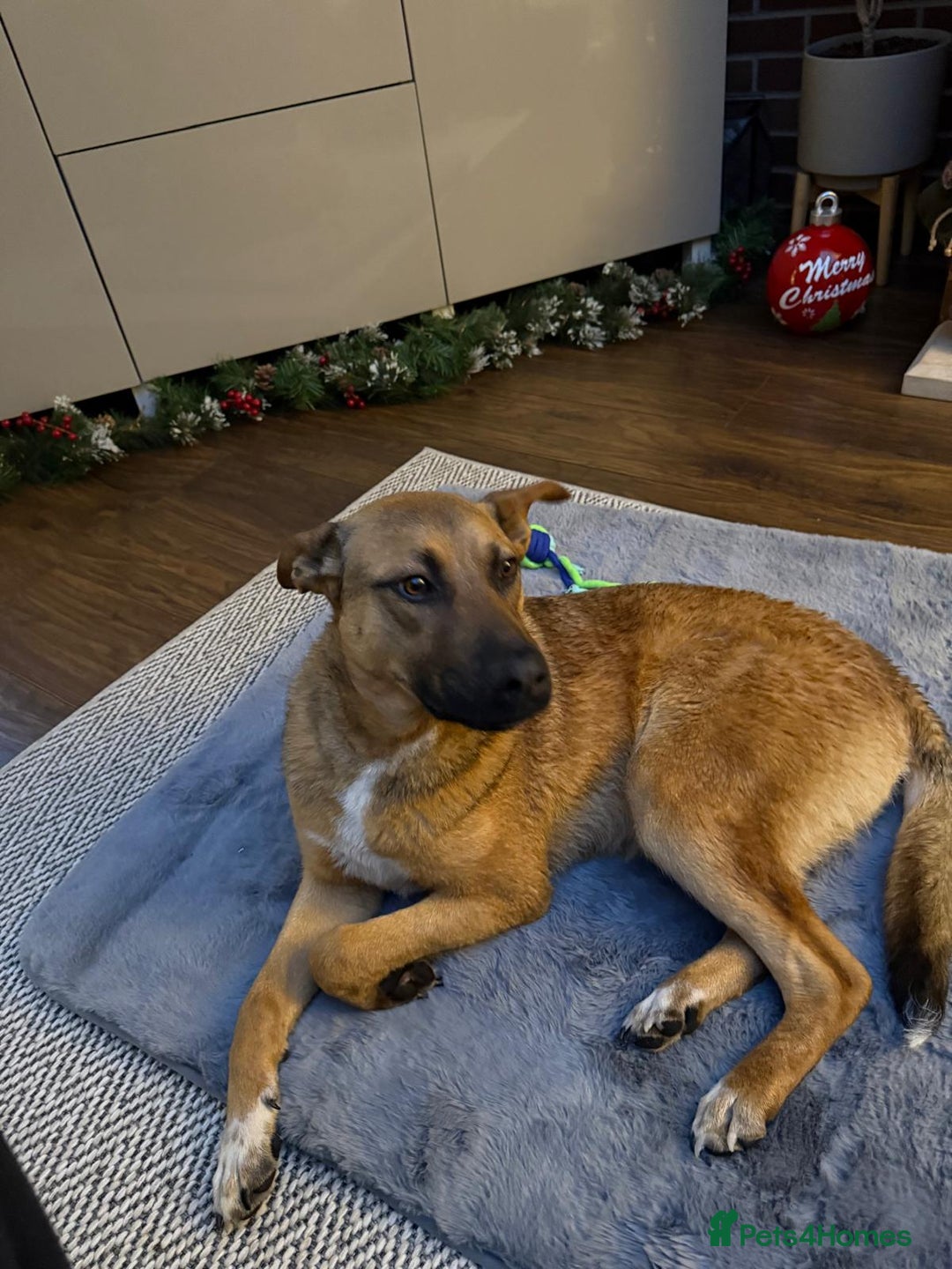 Mixed Breed dogs for adoption: 💙Lord — amazing  8-month-old medium boy💙 - Advert 9