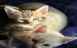 Bengal cats for sale: Snow Lynx, Marble & Brown Rosette Bengals - Image 3