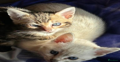 Bengal cats - Advert 3
