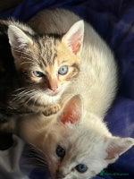 Bengal cats - Advert 3