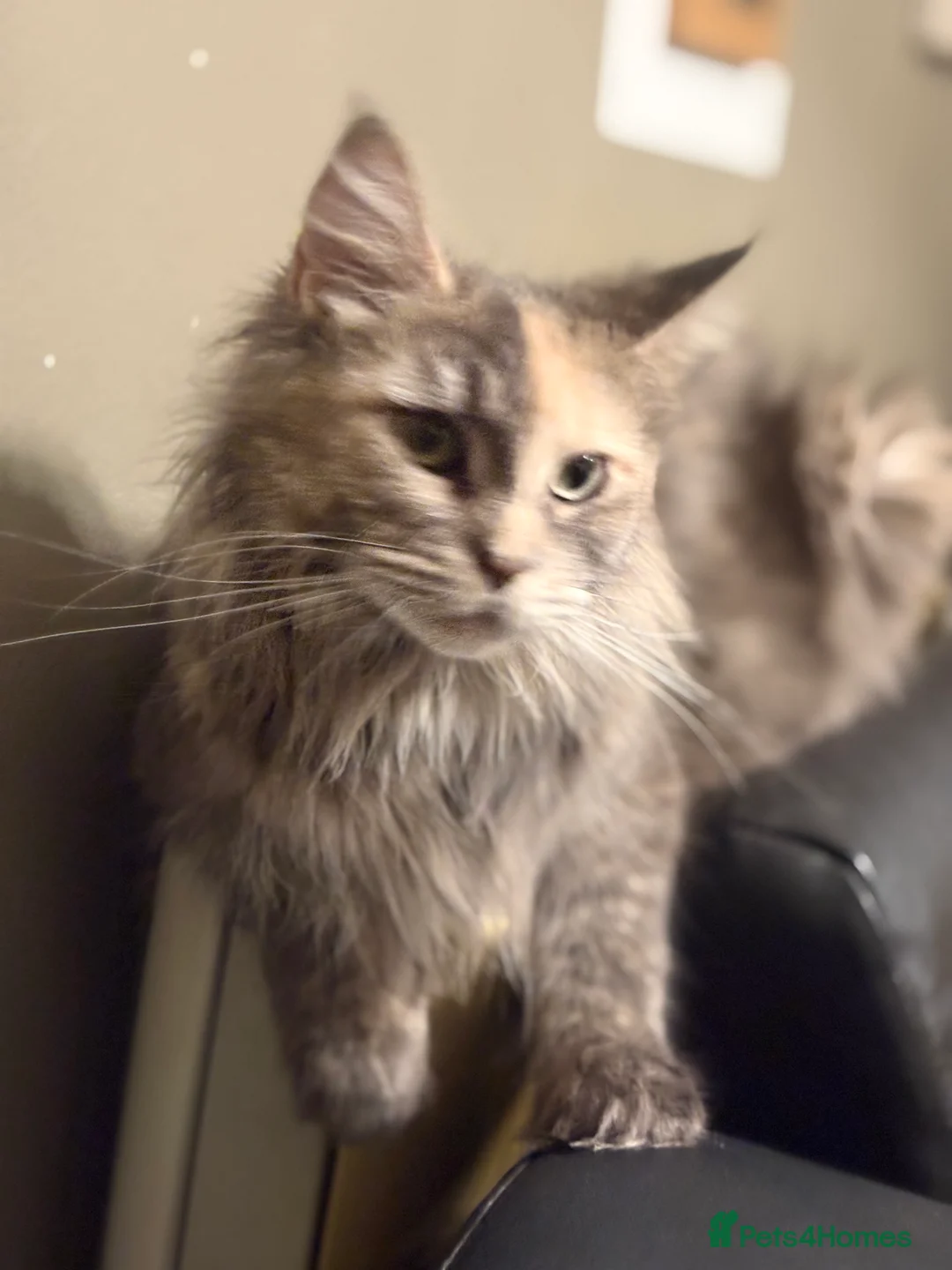 Maine Coon cats for sale: Pedigree Maine coons - Advert 24