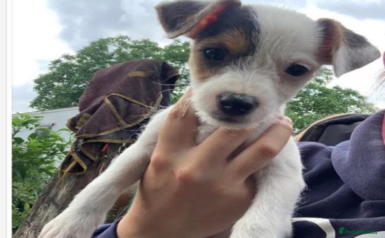 Jack Russell dogs - Advert 1