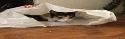 Mixed Breed cats for sale: 3month old kitten and mother ready for new home  - Advert 6