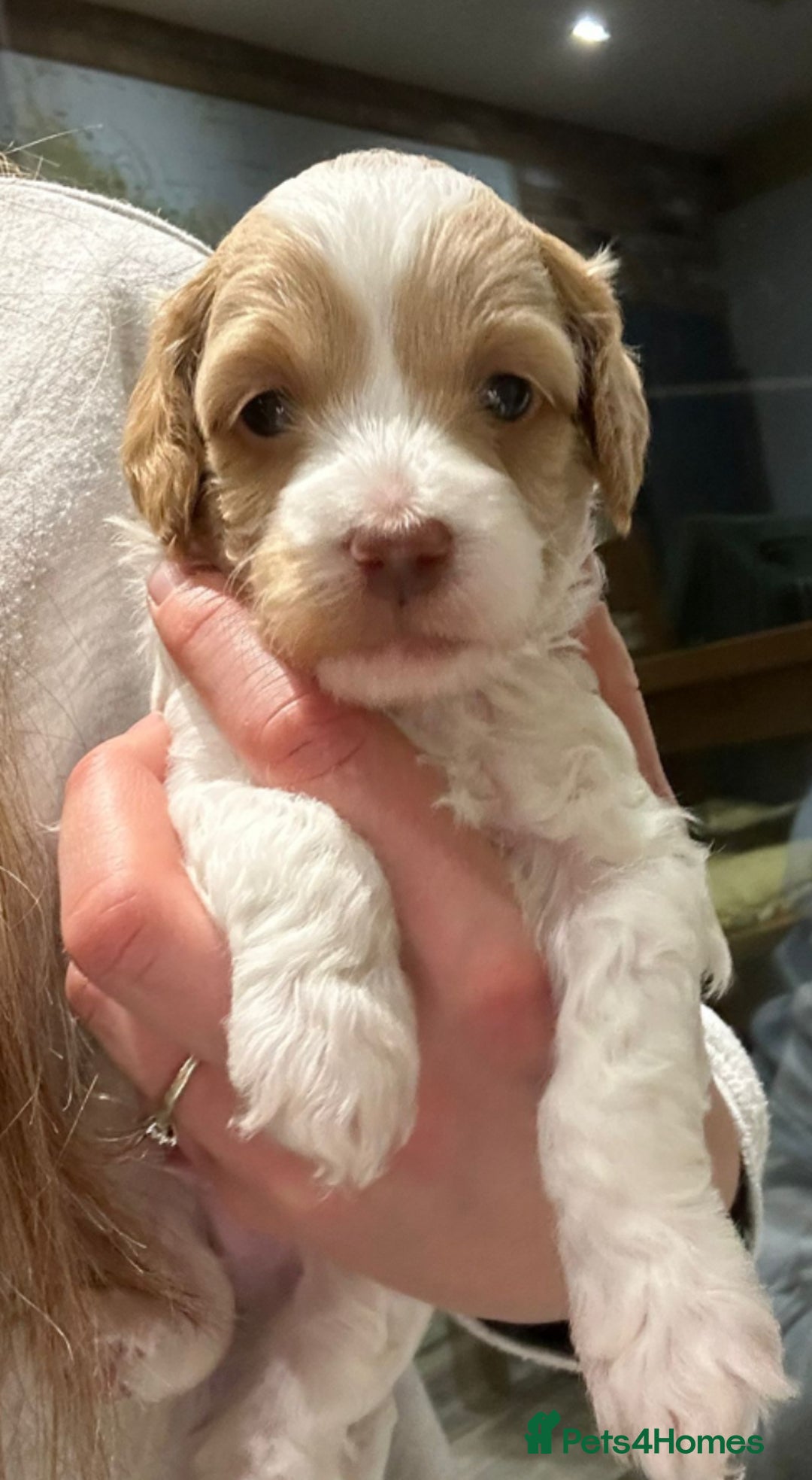 Cockapoo dogs for sale: Cockerpoo puppies for sale  - Advert 26