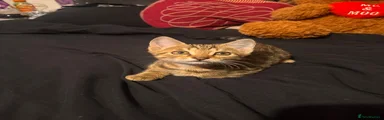 American Shorthair Kitten 1