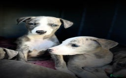 Whippet dogs for sale: Show Quality Blue Brindle KC Registered Whippets - Image 39