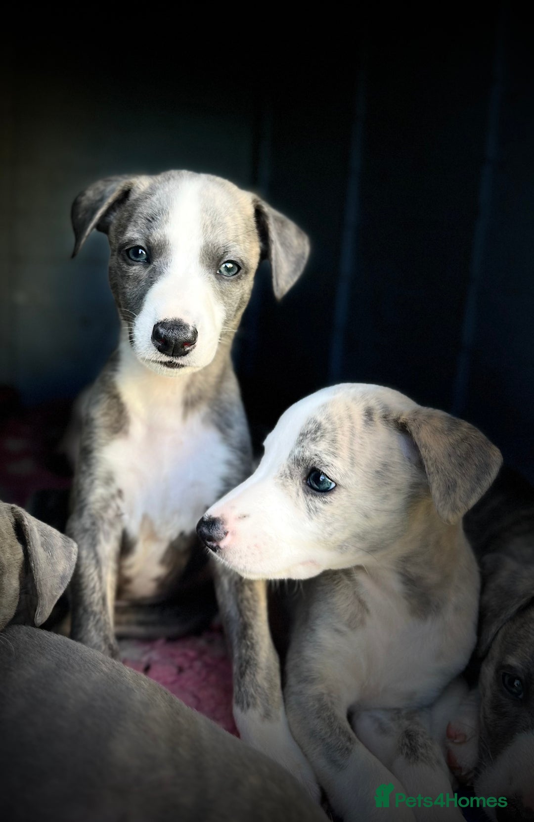 Whippet dogs for sale: Show Quality Blue Brindle KC Registered Whippets - Image 39