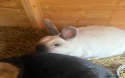 Dwarf Lop rabbits for sale: 2 rabbits and hutch - Image 3