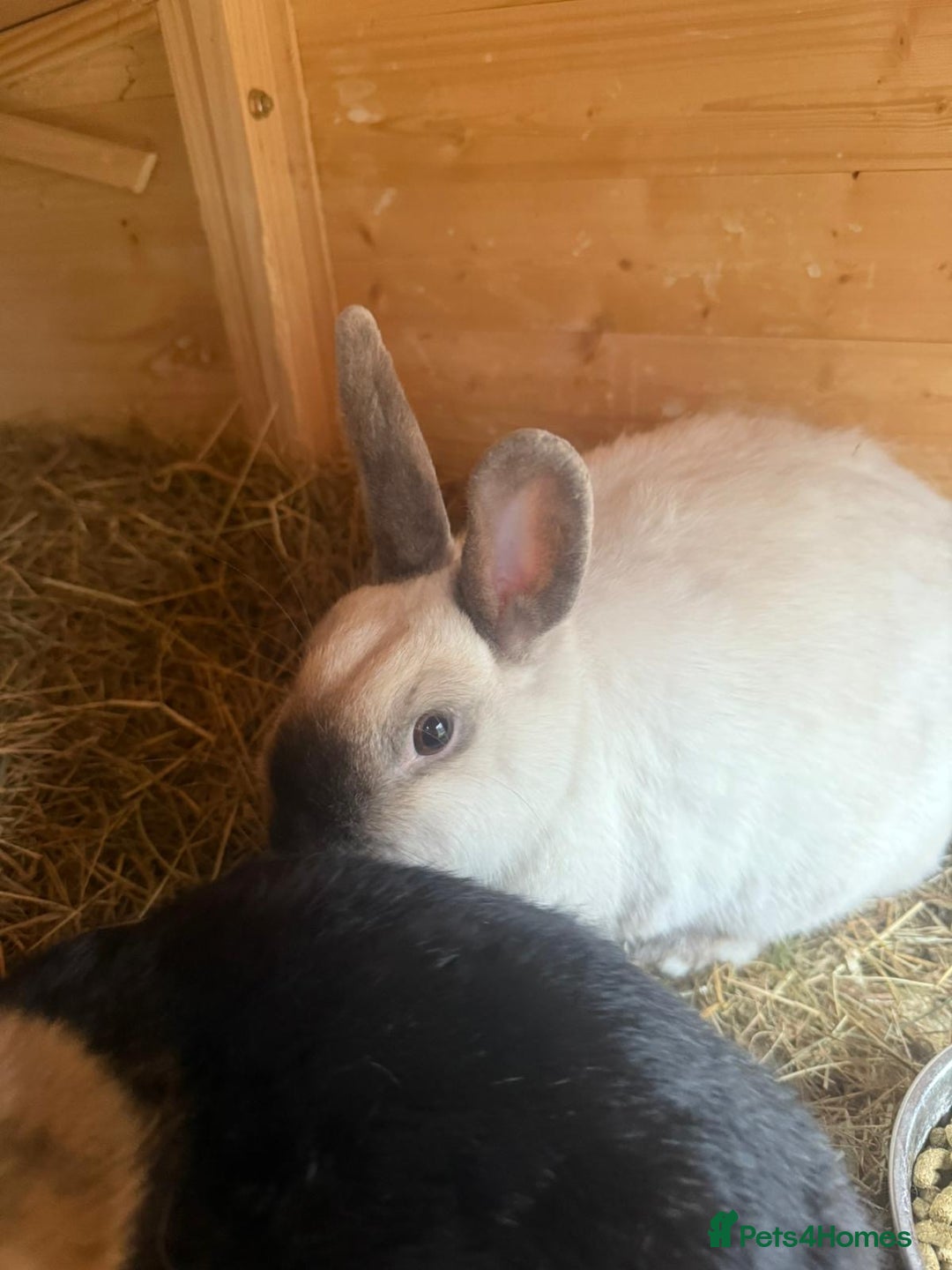 Dwarf Lop rabbits for sale: 2 rabbits and hutch - Image 3