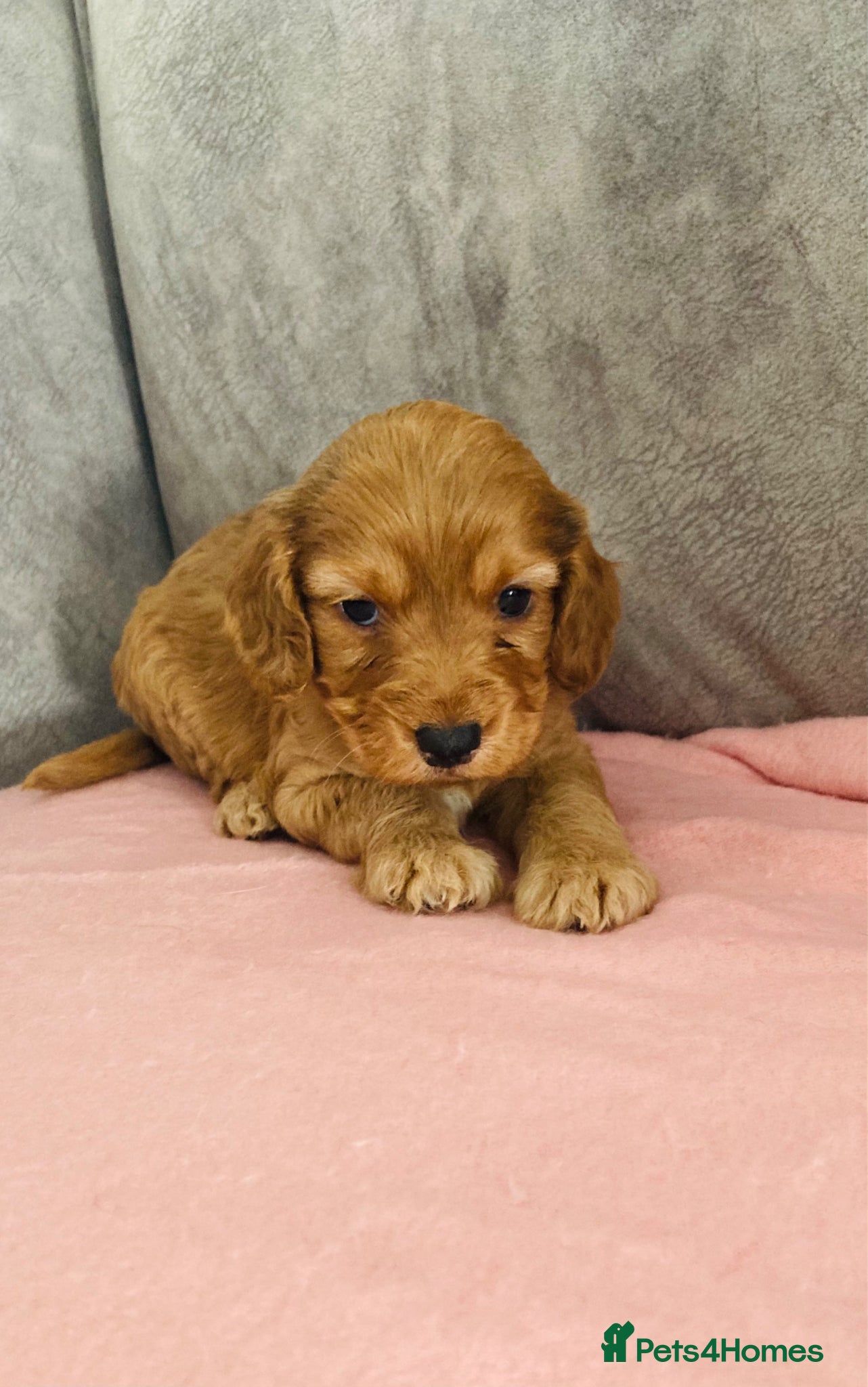 Cockapoo dogs OUTSTANDING BEAUTIFUL cockapoo fur babies!! - Advert 14