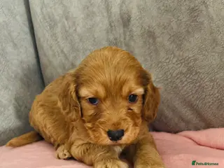 Cockapoo dogs OUTSTANDING BEAUTIFUL cockapoo fur babies!! - Advert 2