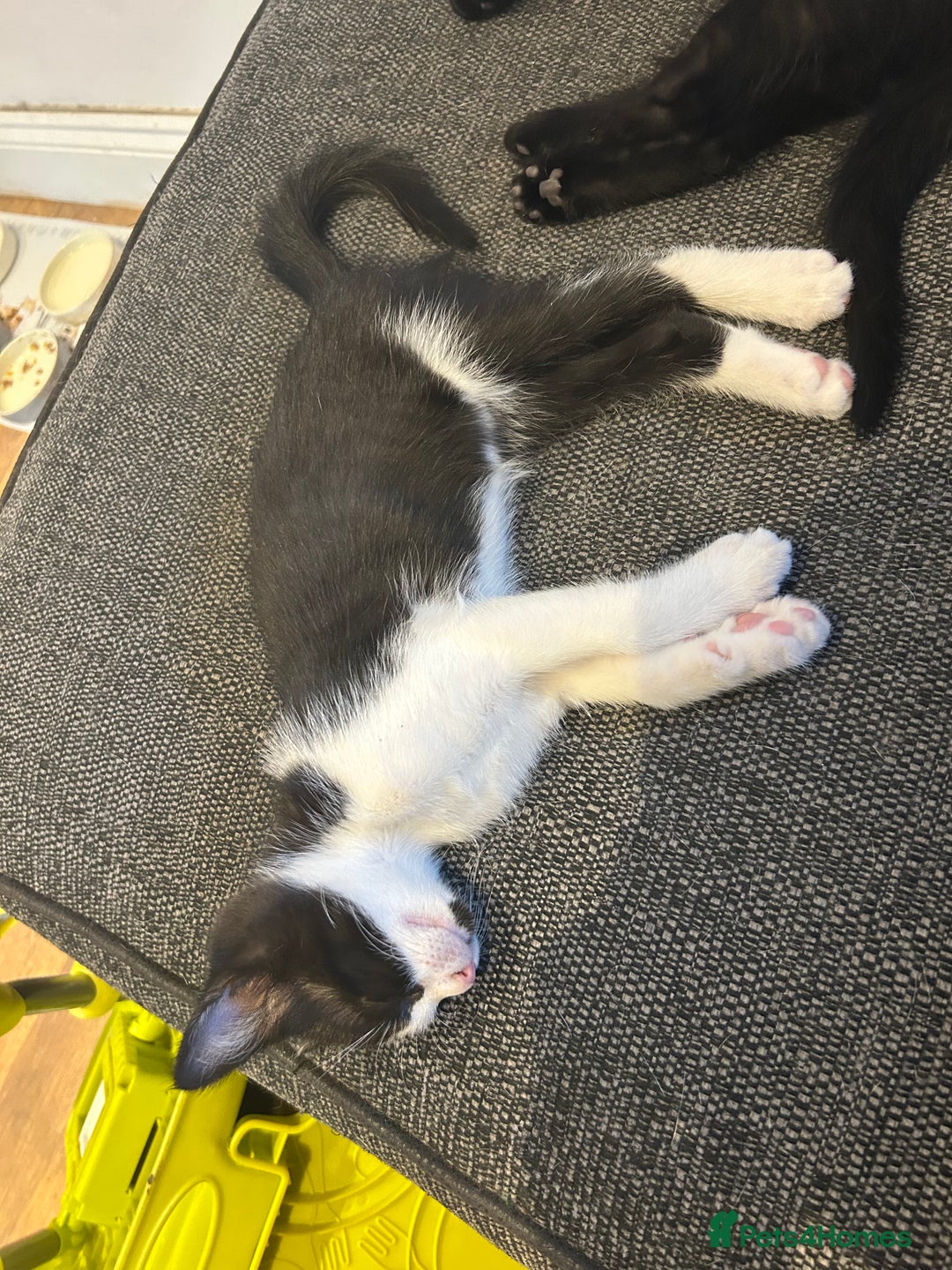 Mixed Breed cats for sale: 3 mixed breed kittens - Image 8
