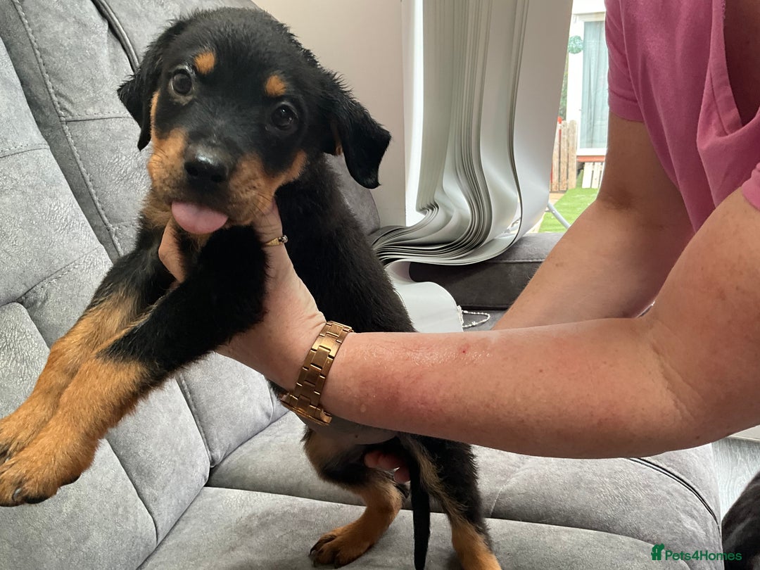 Rottweiler dogs for sale: ROTTWIELER puppies - Image 2