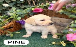 Golden Retriever dogs for sale: Stunning Golden Retriever puppies 🐾 - Image 14