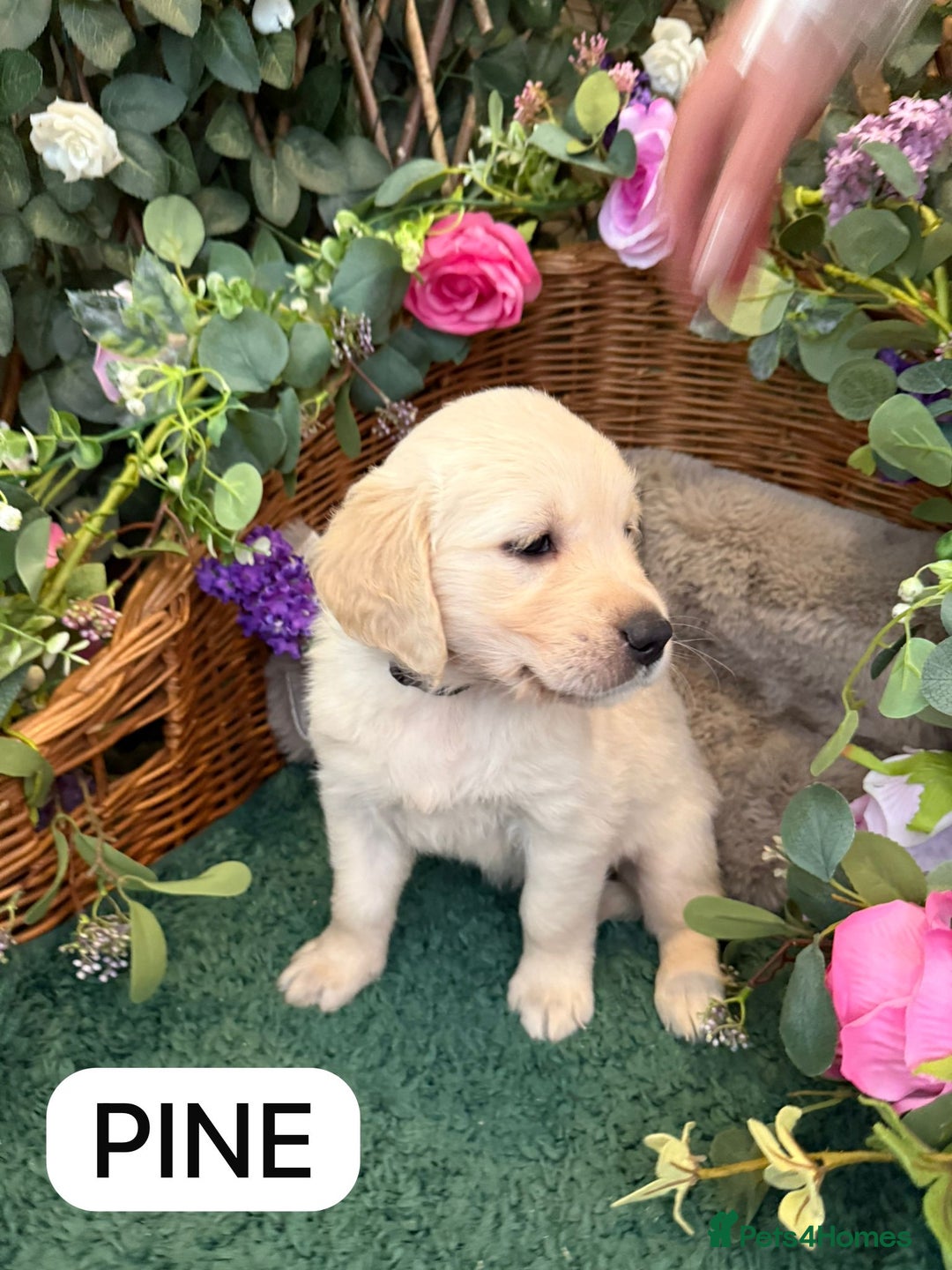 Golden Retriever dogs for sale: Stunning Golden Retriever puppies 🐾 - Image 14