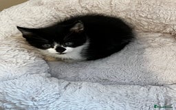 Mixed Breed cats for sale: Fluffy Mixed Breed Kittens For Sale  - Image 13