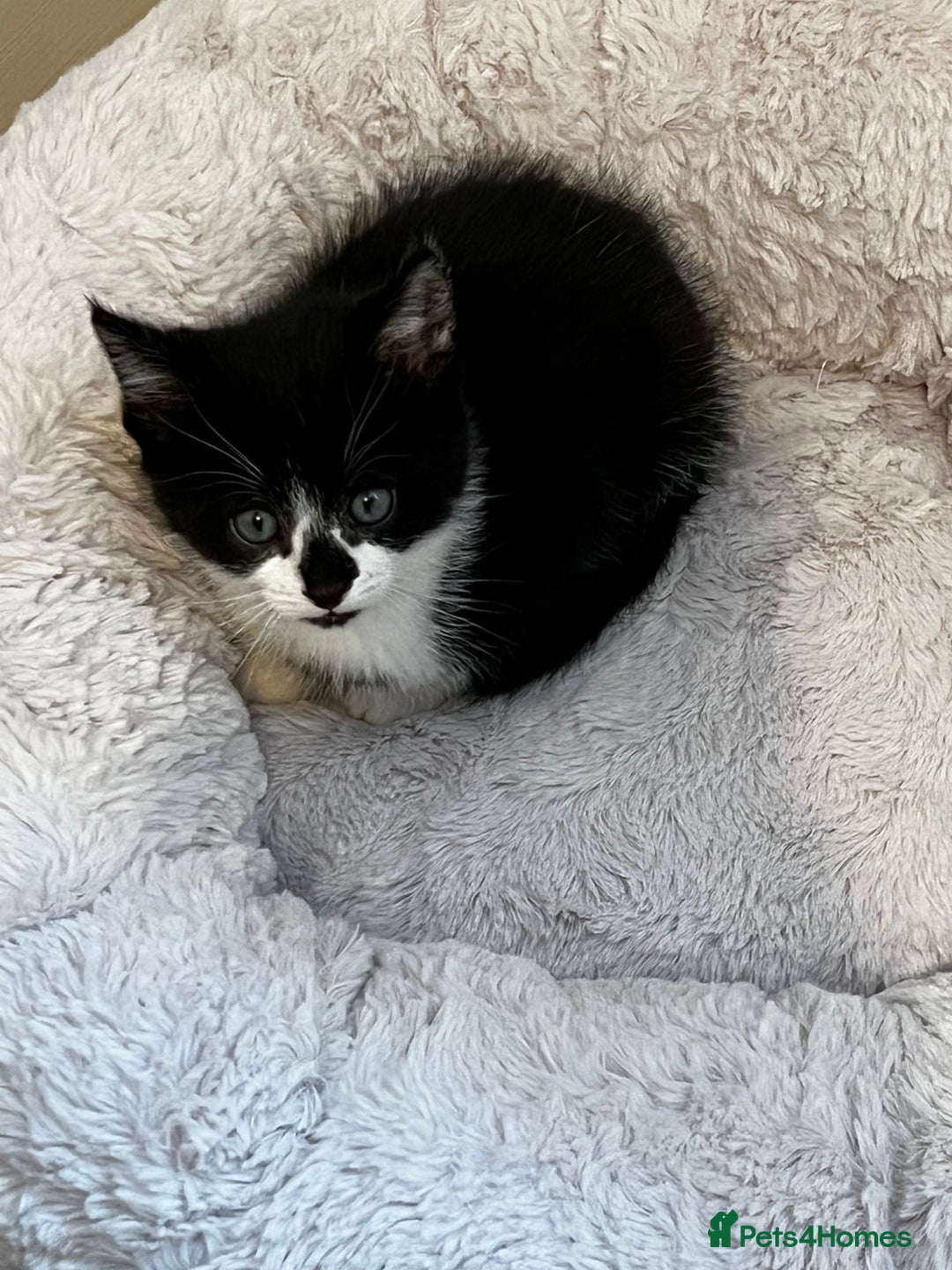 Mixed Breed cats for sale: Fluffy Mixed Breed Kittens For Sale  - Image 13
