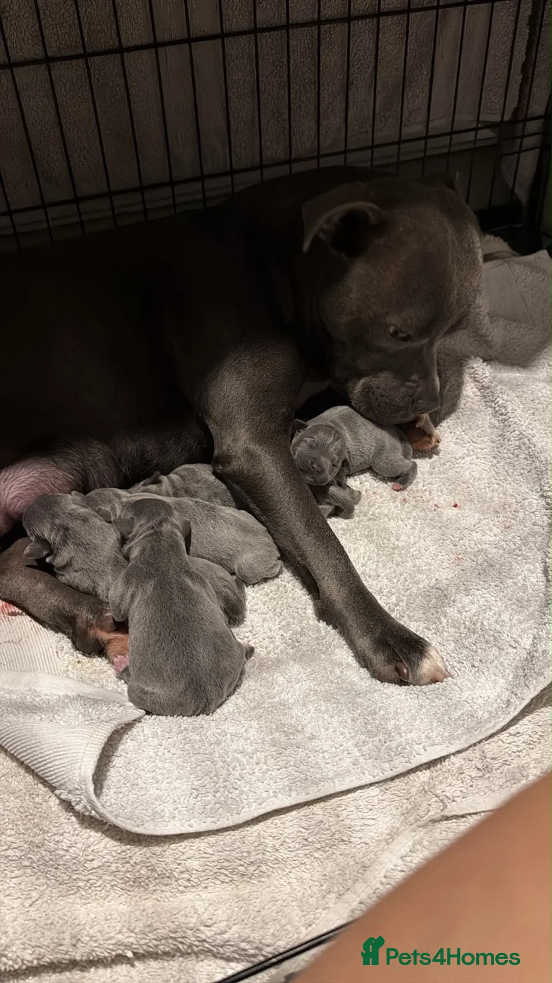 Staffordshire Bull Terrier dogs for sale: 💙KC BLUE STAFFORDSHIRE BULL TERRIER PUPPIES💙 - Advert 1
