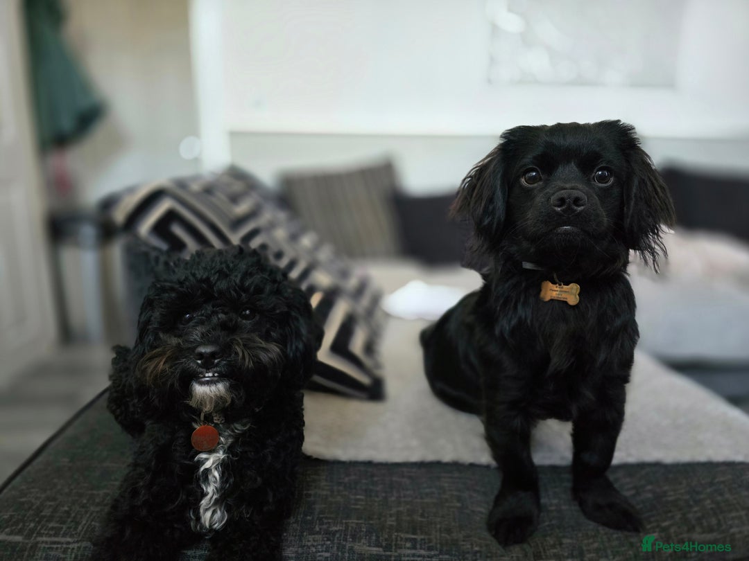 Shihpoo dogs for sale: 5 beautiful Shihpoo puppies - Advert 5