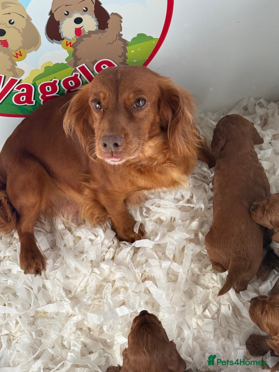 Cockapoo dogs for sale: Deep Dark Red Cockapoo’s  - Image 7