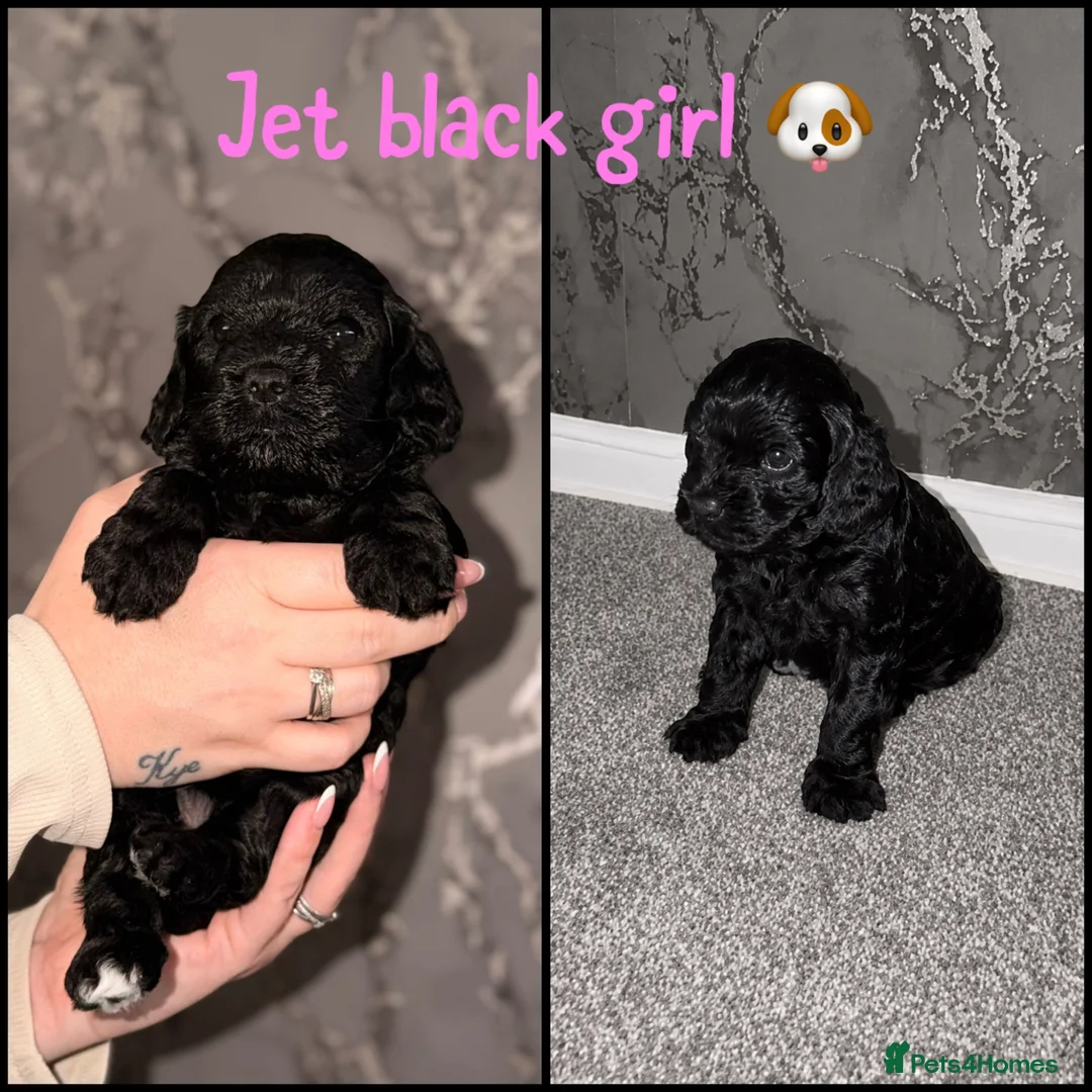Cavapoo dogs for sale: Stunning quality Cavapoo puppies 🐶  - Advert 2