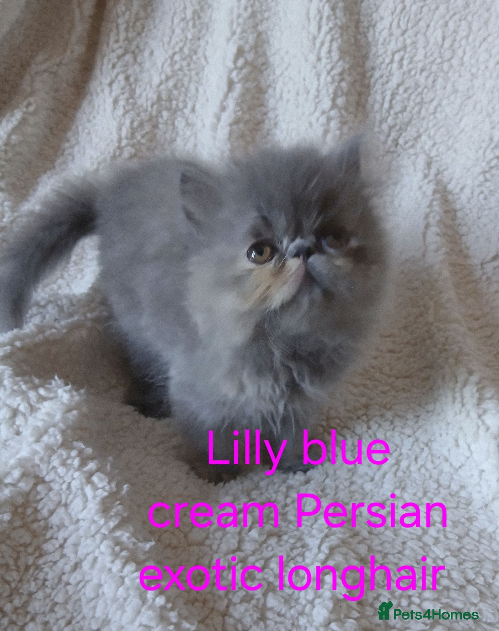 Persian cats Stunning Persian Exotics long haired and short - Advert 9