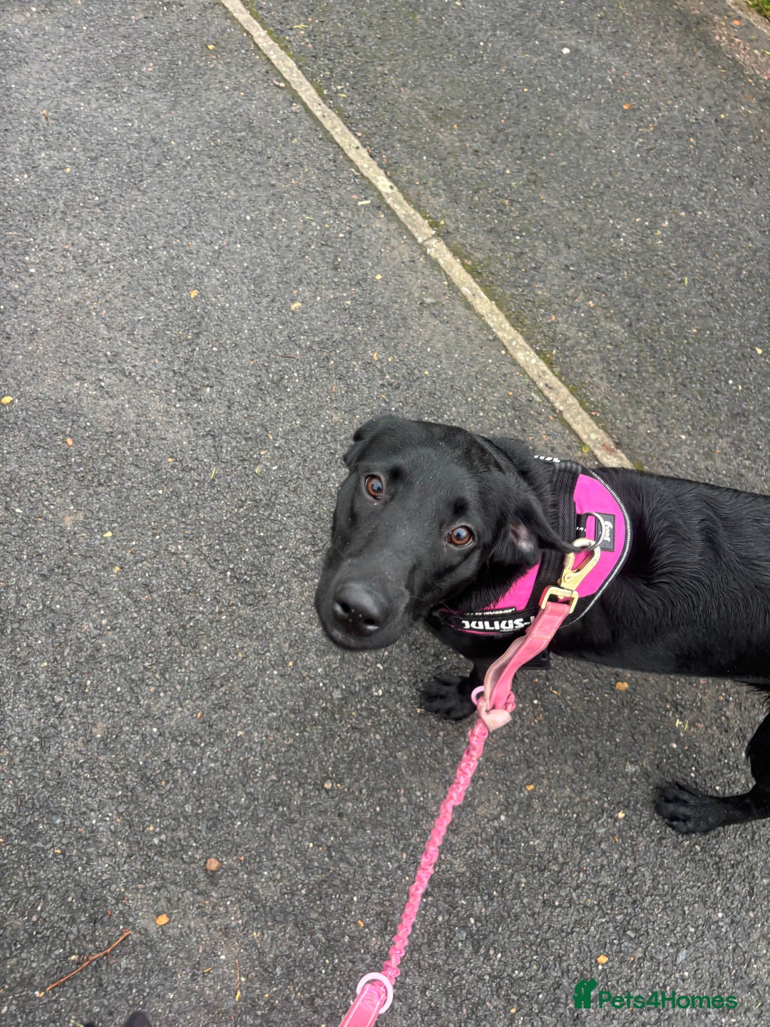 Labrador Retriever dogs for sale: labrador retriever - Advert 9