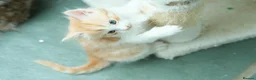 Ragdoll cats for sale: Adorable, Affectionate Part Ragdoll Kittens - Advert 39