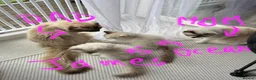 Ragdoll cats for sale: Pure ragdoll kittens for sale London - Advert 7