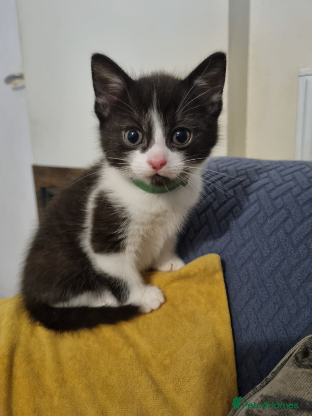 Mixed Breed cats for sale: 5 beautiful kittens for sale - Advert 2